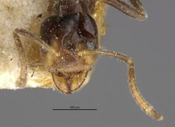 Media type: image;   Entomology 21336 Aspect: head frontal view